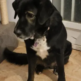 Noche