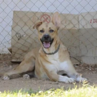 Adopta a Kenia