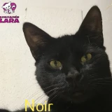 Adopta a Noir