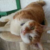 Adopta a Manolito Bomboncito