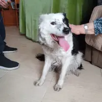 Adopta a Lola