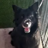 Adopta a Peluxo