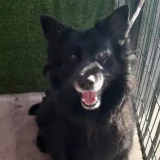 Peluxo