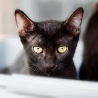 Adopta a Fiona