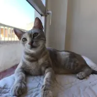 Adopta a Noe