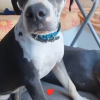 Adopta a Madi