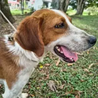 Adopta a Mia