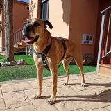 Adopta a Jagger