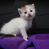Adopta a Mia