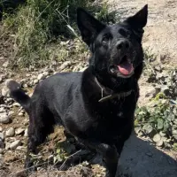 Adopta a Lana