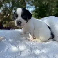 Adopta a Tej