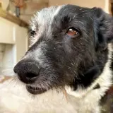 Adopta a Lucy