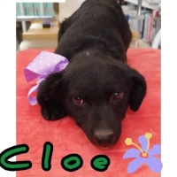 Adopta a Cloe, Cachorrita Busca Hogar