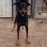 Adopta a Neron