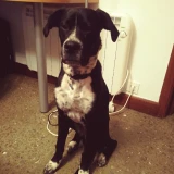 Adopta a Blacky