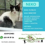 Adopta a Neko