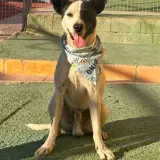 Adopta a Aníbal