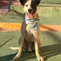 Adopta a Aníbal