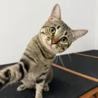 Adopta a Dalí