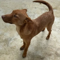 Adopta a Alejandro, Precioso Perrito Tlf 645978718