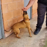 Adopta a Merlin
