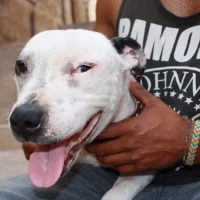 Adopta a Anouk