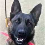 Adopta a Selva