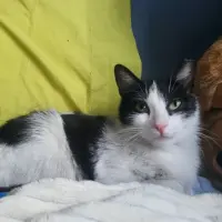 Adopta a Robin