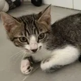 Adopta a Bauro