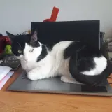 Adopta a Ventiscas