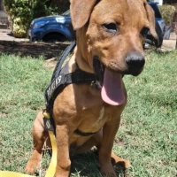 Adopta a Scooby