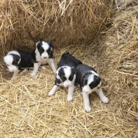 Adopta a Border Collie