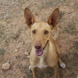 Adopta a Oscar