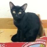 Adopta a Megicula