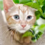 Adopta a Garfield