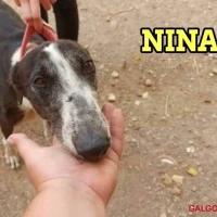 Adopta a Nina