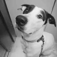 Adopta a Aura