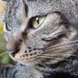 Adopta a Andrea