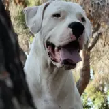 Adopta a Thor