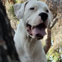 Adopta a Thor