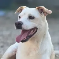 Adopta a Truco
