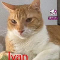 Adopta a Ivan