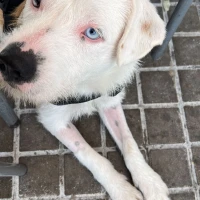 Adopta a Cosmo
