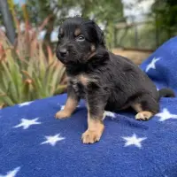 Adopta a Jackson