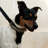 Adopta a Donky