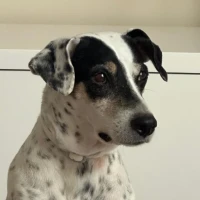 Adopta a Danko (Bodeguero)