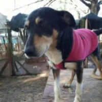 Adopta a Gisella