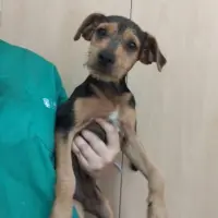Adopta a Mario