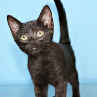 Adopta a Negrita