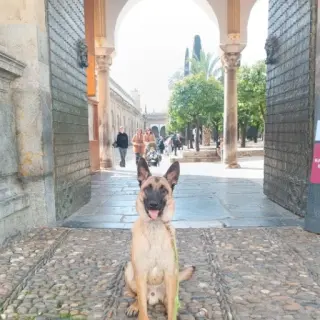 Baloo